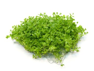 3. Hemianthus callitrichoides CUBA Часть in vitro.