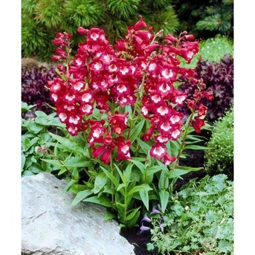 PENSTEMON HARTWEGO CHARMING FLOWERS BLEND 0,2G