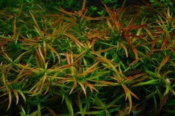 Ludwigia brevipes- In vitro- w żelu- akwa_fan
