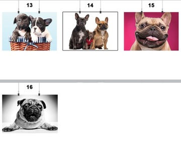 ПОСТЕР БУЛЬДОГ СОБАКА СОБАКИ 59x42 СМ 16 ДИЗАЙНОВ МАТОВЫЙ