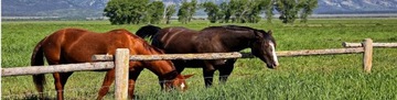 УГЛОВОЙ ИЗОЛЯТОР PASTUCH НАТЯЖЕНИЕ POMELAC IEF ПРОКЛАДКА ДЛЯ ПРОВОДОВ ПОЛЯРНЫЙ ПРОДУКТ