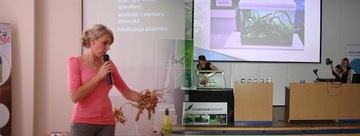 Roślina do akwarium Micranthemum Umbrosum piękne