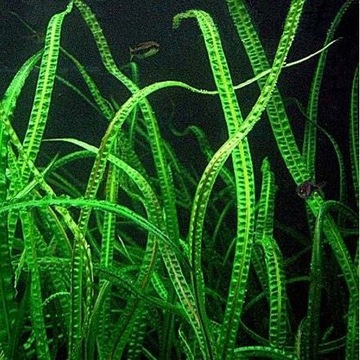 Roślina Cryptocoryne crispatula Balansae KARBOWANA