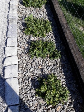 КАМЕННАЯ КОРА Гнейс 30-63 МЕШКИ 500 КГ КУРЬЕР