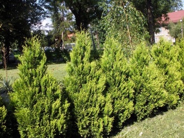 Tuja thuja KÓRNIK 40cm na żywopłot W DONICZCE