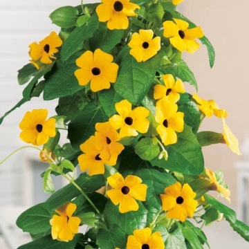 Смесь тунбергий Thunbergia alata 0,5г семена