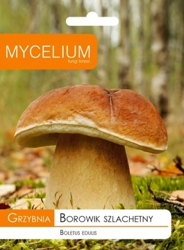 Grzybnia BOROWIK SZLACHETNY Mycelium