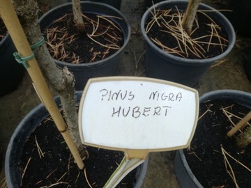 Сосна черная на стволе Pinus nigra Hubert № 1106.