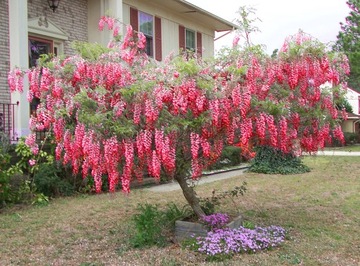 Wisteria glicynia chińska czerwona.