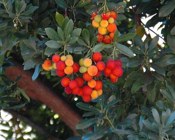 Клубничное дерево с плодами Arbutus Unedo.