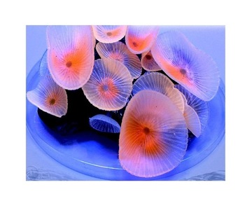AZOO NEON CORAL (AZ27227) Discosoma Różowy