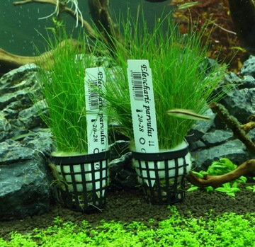 Аквариумные растения 3x Eleocharis Parvula XXL