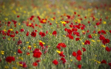 ПОЛЕВОЙ МАК ДЛЯ ЦВЕТОЧНОГО ЛУГА И НЕ ТОЛЬКО СМЕСЬ ЦВЕТОВ