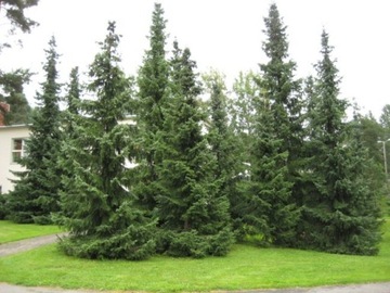 Ель сербская Picea Omorika 50см