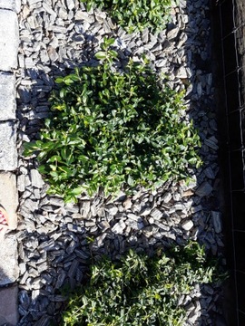 КАМЕННАЯ КОРА Гнейс 30-63 МЕШКИ 500 КГ КУРЬЕР