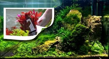 Roślina do akwarium Micranthemum Umbrosum piękne