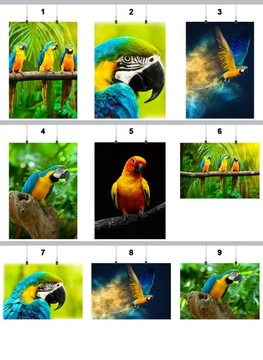 PLAKAT PAPUGA PTAK PTAKI 100x130CM 9 WZORÓW MATOWY