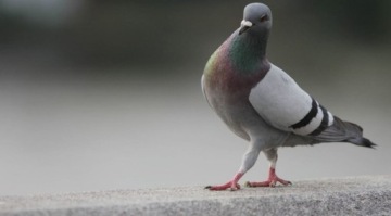 ПРОБИОТИК ДЛЯ ГОЛУБЕЙ 1л