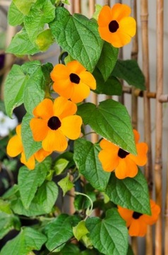 Смесь тунбергий Thunbergia alata 0,5г семена