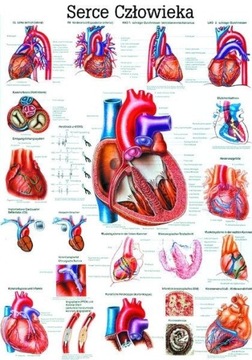 Tablica anatomiczna - SERCE CZŁOWIEKA (100x70 cm)