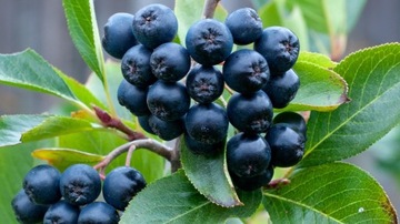 ARONIA NERO DUŻY OWOC 176