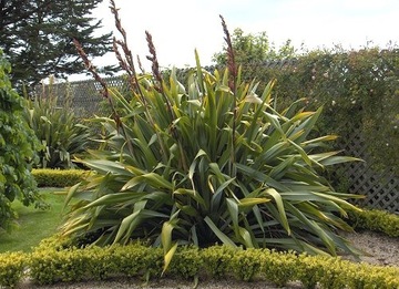 ЛЕН НОВОЗЕЛАНДСКИЙ – СЛАДКИЙ (PHORMIUM TENAX) - 5 СЕМЯН