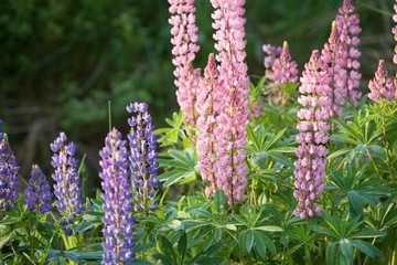 ЛЕТНИЕ ЛЮПИНЫ LUPINUS MUTABILIS МИКС ЦВЕТОВ 30 СЕМЯН