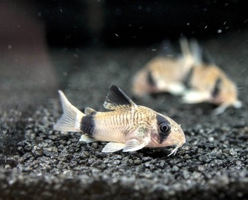 CUIRESS PANDA CORYDORAS PL EKH WAWA