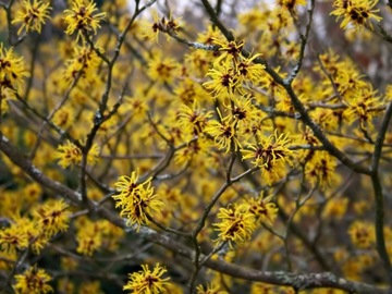 МЯГКИЙ ГАМАМЕЛИС МОЛЛИС 10 СЕМЕН