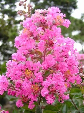 фото ориг. №8, Lagerstroemia indica color combination 20 seed