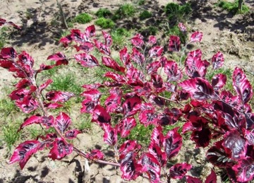 Fagus 'Purpurea Tricolor' - BUK TRÓJ-BARWNY !!!