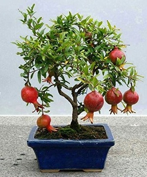 NA BONSAI GRANATOWIEC WŁAŚCIWY KARŁOWY PUNICA GRANATUM NANA