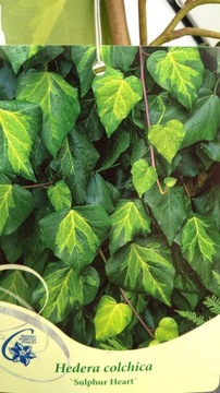 Hedera colchica 'Sulfur Heart' Плющ колхидский