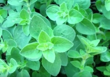 ОРГАНО - ORIGANUM VULGARE 400 СЕМЯН