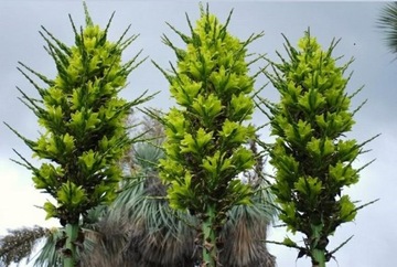 РЕДКАЯ ЖЕЛТАЯ ПУЯ - PUYA CHILENSIS - 5 СЕМЯН