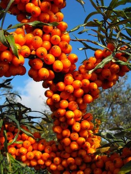 СУКА ОБЫКНОВЕННАЯ МОРСКАЯ HIPPOPHAE RAMNOIDES 50 СЕМЯН