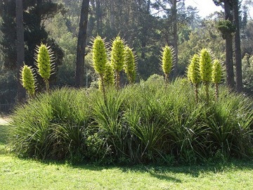 ЖЕЛТАЯ ПУЯ - PUYA CHILENSIS - 5 СЕМЯН