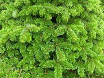 ПЕЛЬ КАВКАЗСКАЯ (ABIES NORDMANNIANA) ДЛЯ САДА - СЕМЕНА 20 шт.