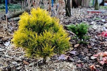 Карликовая сосна WINTER GOLD привитая FLOWER POT