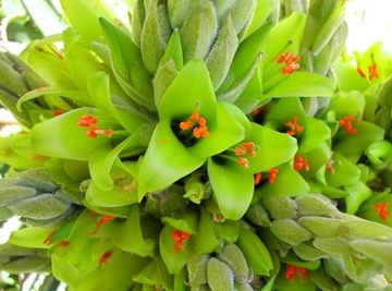 РЕДКАЯ ЖЕЛТАЯ ПУЯ - PUYA CHILENSIS - 5 СЕМЯН