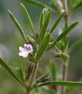 САДОВЫЙ САВОР (SATUREJA HORTENSIS) - 400 СЕМЯН