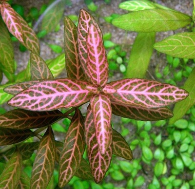 Hygrophila rosanervig OD HODOWCY Białystok saxon4