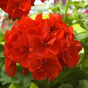 PELARGONIA RABATOWA CZERWONA nasiona