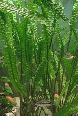 Cryptocoryne Balansae - koszyk