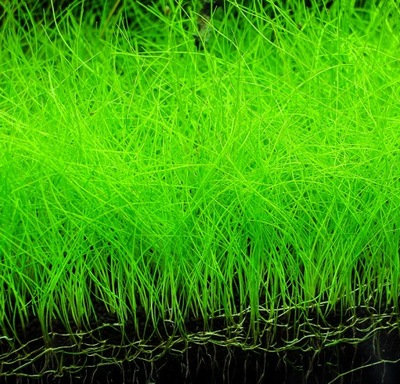 Rośliny do akwarium 3x Eleocharis Parvula XXL