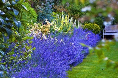 ODSTRASZA KOMARY --KOCIMIĘTKA---KWITNIE 5 MIESIĘCY