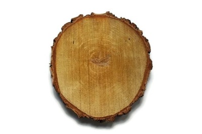 Plastry drewniane krążki drewna brzoza 25-30 cm