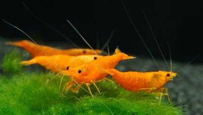 Krewetka Neocaridina Orange Sakura akwa_fan