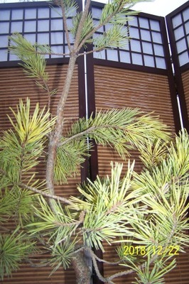 Sosna a szczepiona Yudo-san bonsai żółta zimą inna