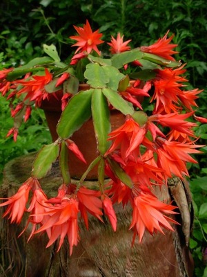Rhipsalidopsis red fire - kaktus wielkanocny.